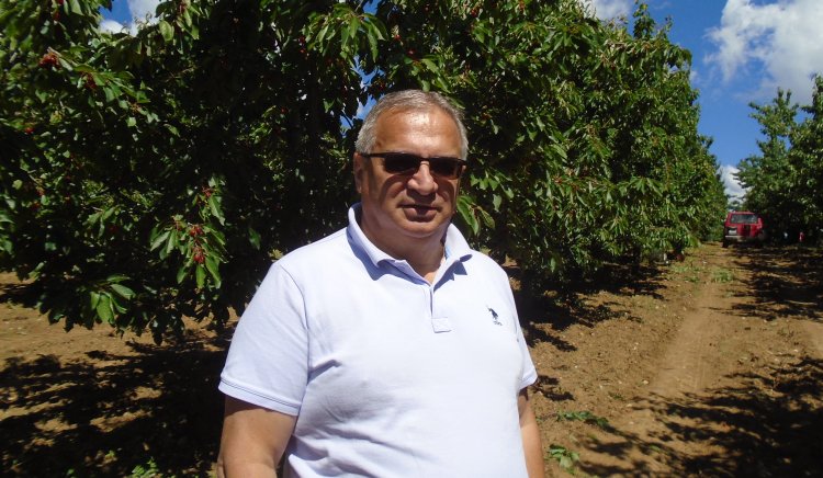 Бойко Клечков, БСП: Да се увеличи субсидията за отглеждане на череши, производители се отказват